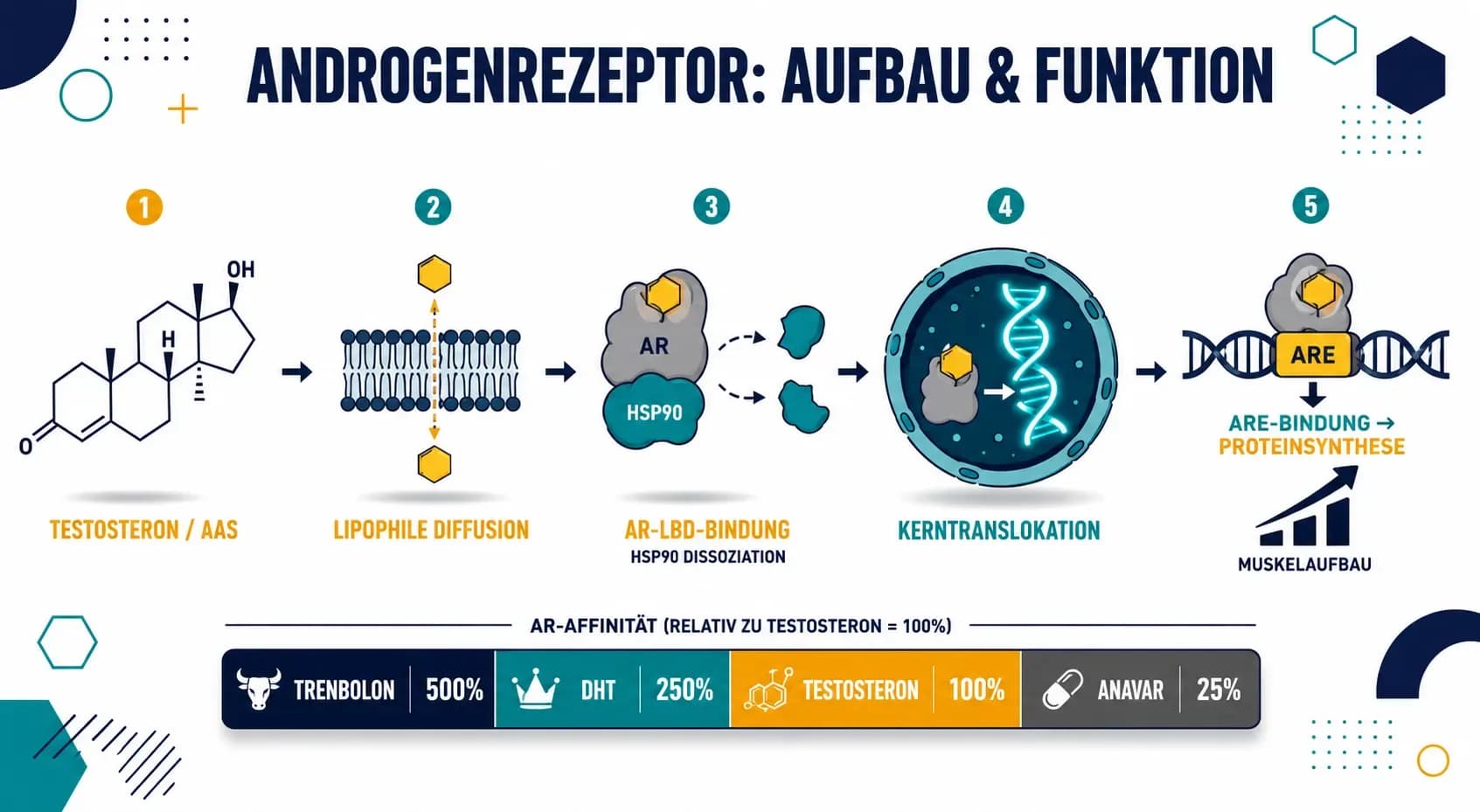 Androgenrezeptor: Aufbau, Funktion und Bedeutung für anabole Steroide