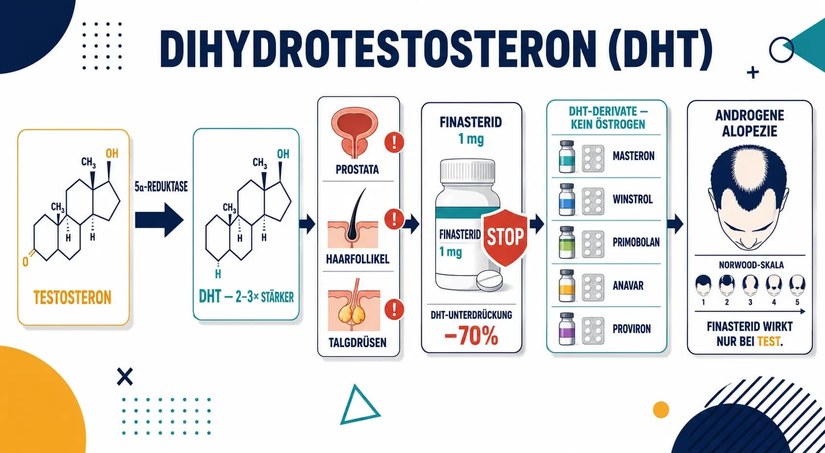 Dihydrotestosteron (DHT): Das stärkste Androgen — Funktion, Wirkung und Bedeutung für Steroide