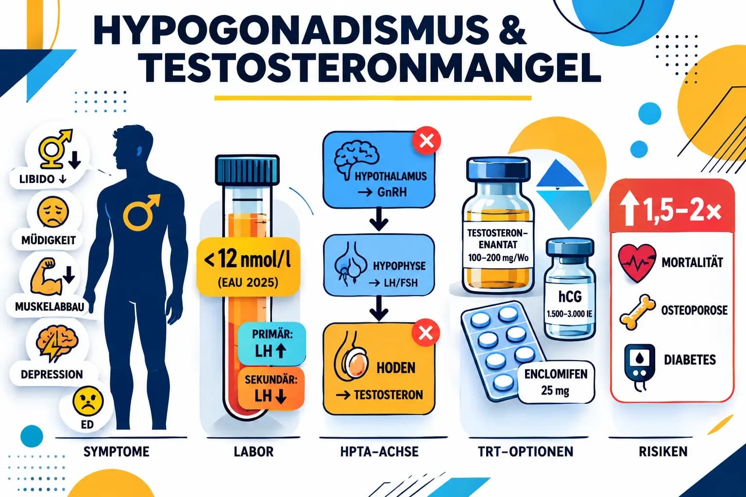 Hypogonadismus & Testosteronmangel: Symptome, Diagnose und Behandlung