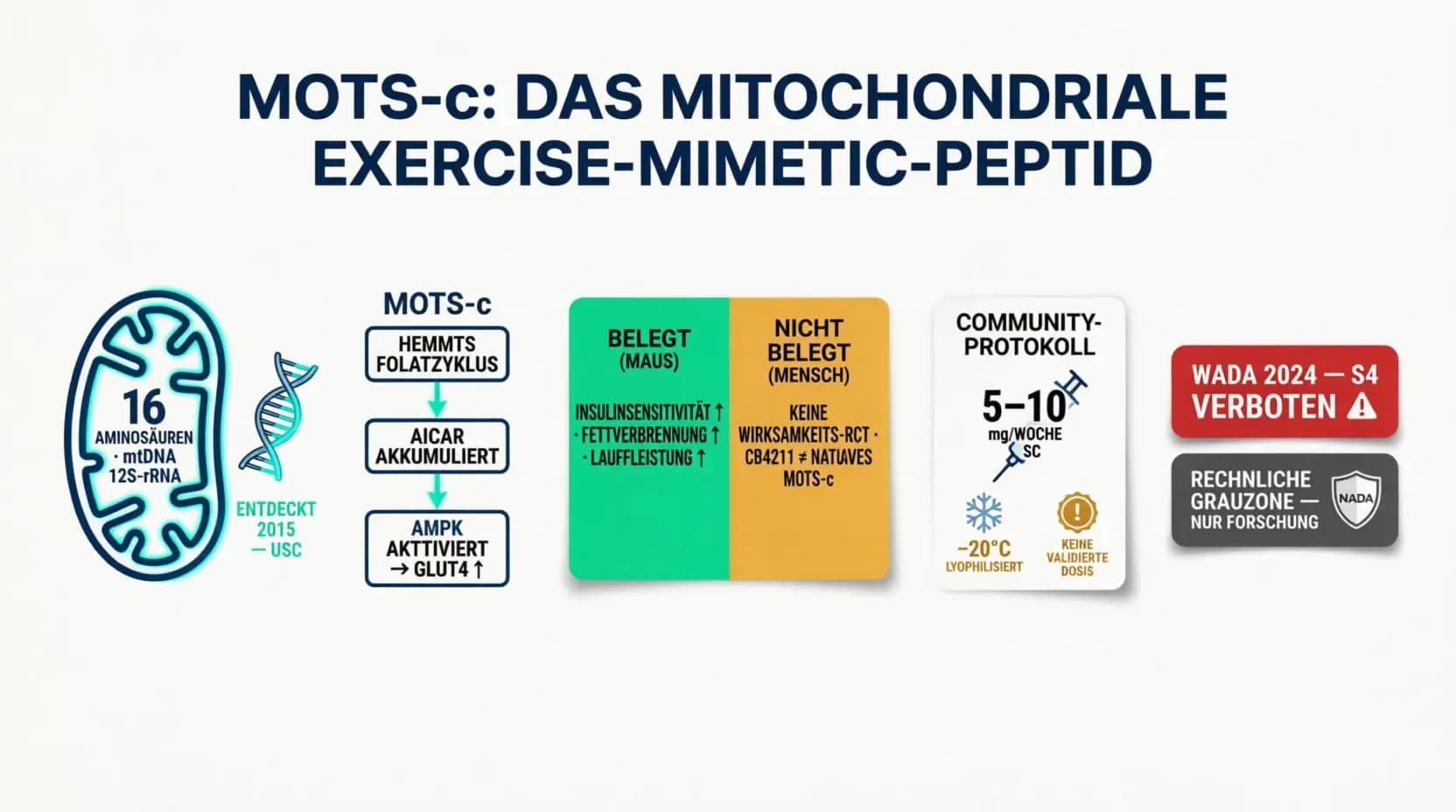 MOTS-c Peptid: Wirkung, Dosierung und was die Studienlage wirklich zeigt