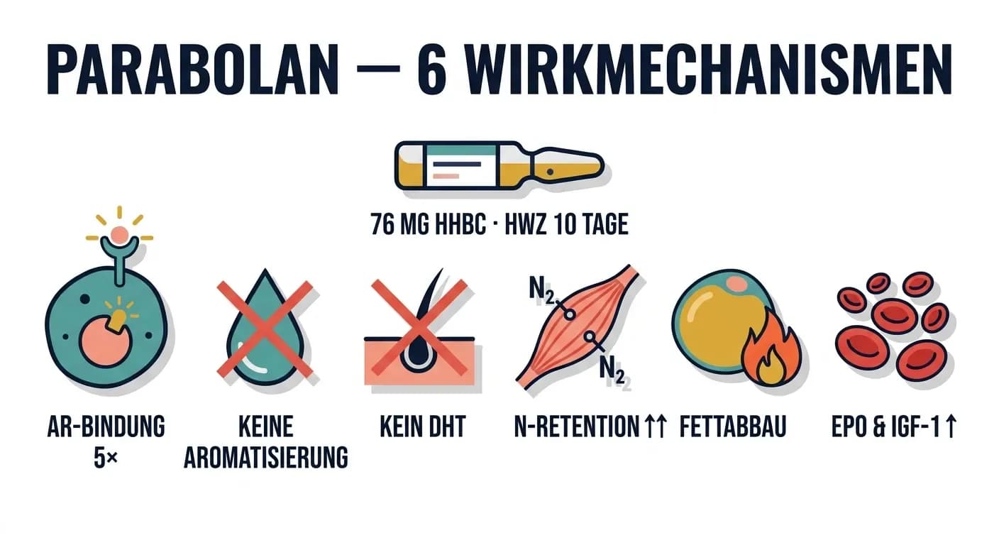 Parabolan Wirkung: Was Trenbolon Hexahydrobenzylcarbonat im Körper leistet