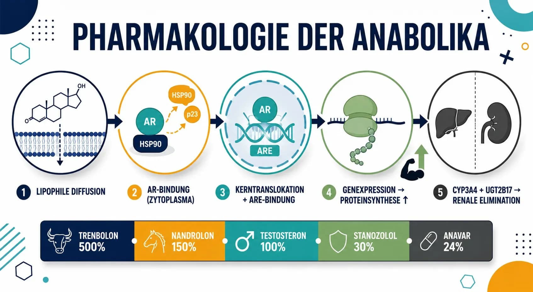 Pharmakologie der Anabolika: Wirkmechanismus, Rezeptorbindung & Pharmakokinetik