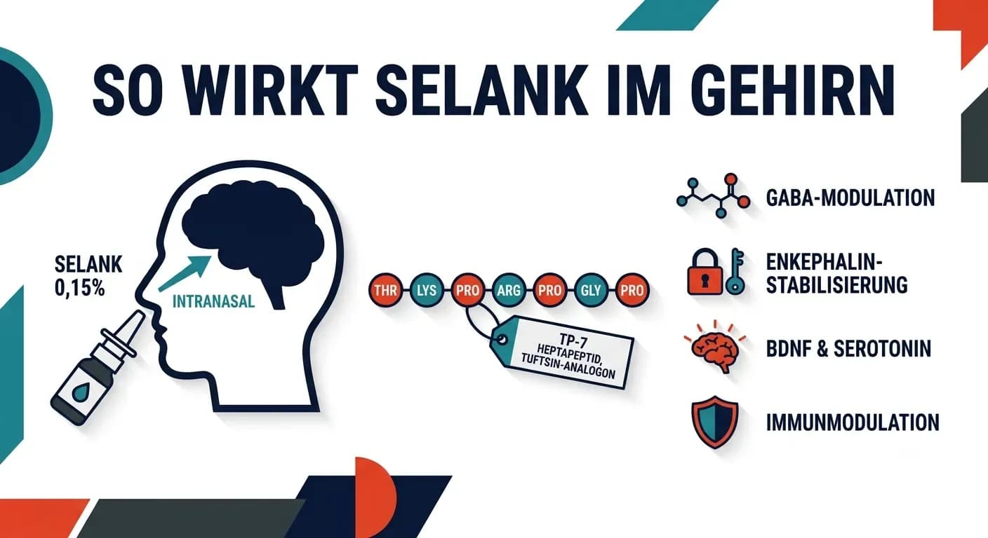 Selank: Wirkung, Dosierung und Studienlage des Angst-Peptids